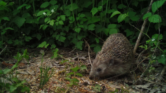 Ricci Igel