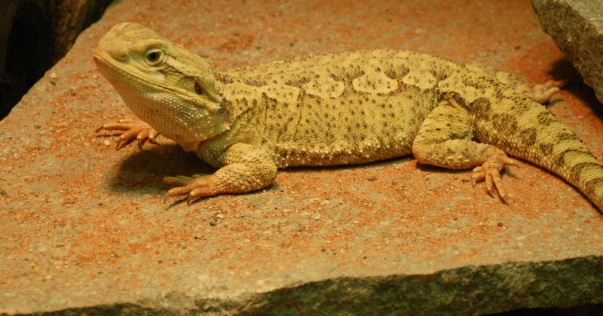 Reptilien als Haustiere Naturmuseum Südtirol